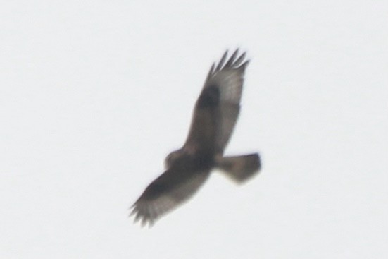 Rough-legged Hawk - ML275235171