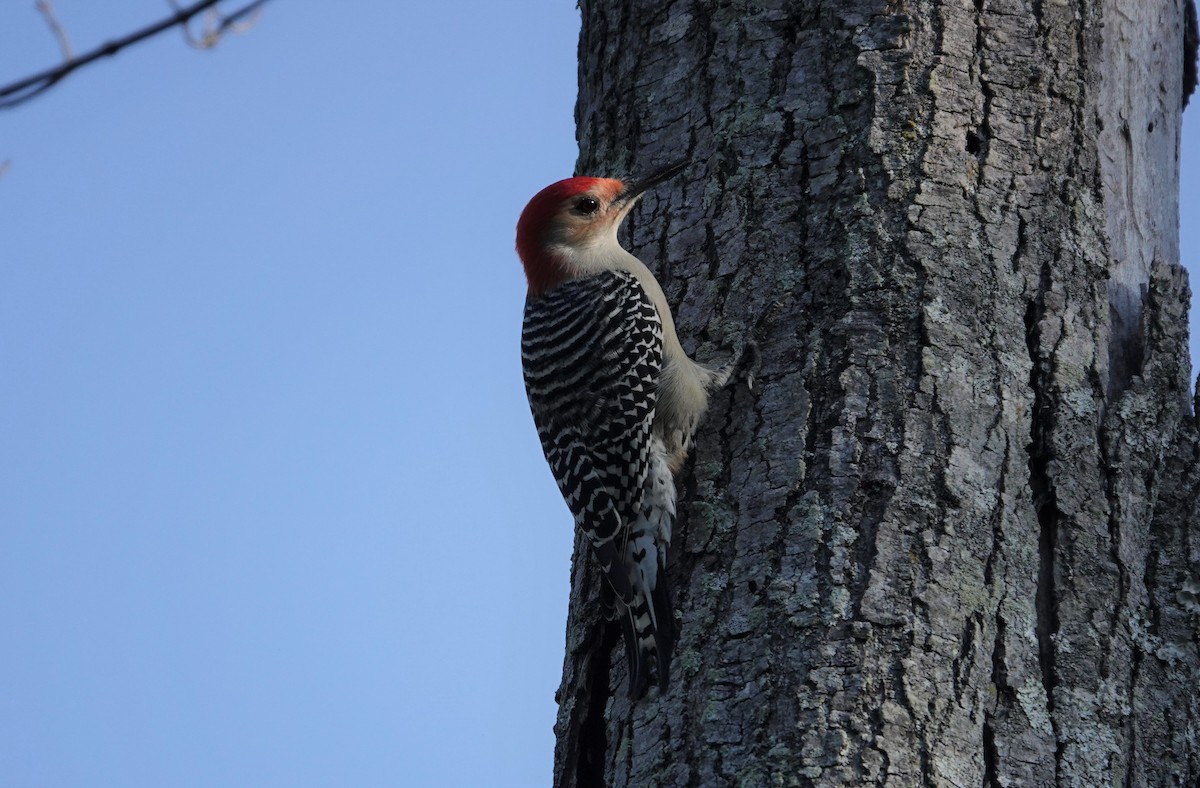 Red-bellied Woodpecker - ML275237101