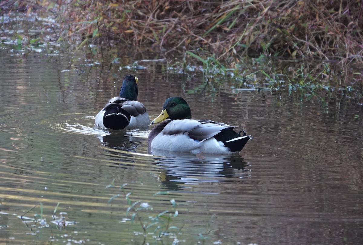 Mallard - ML275237111