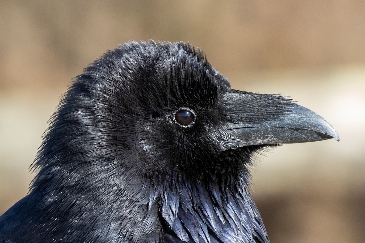 Common Raven - ML275237211