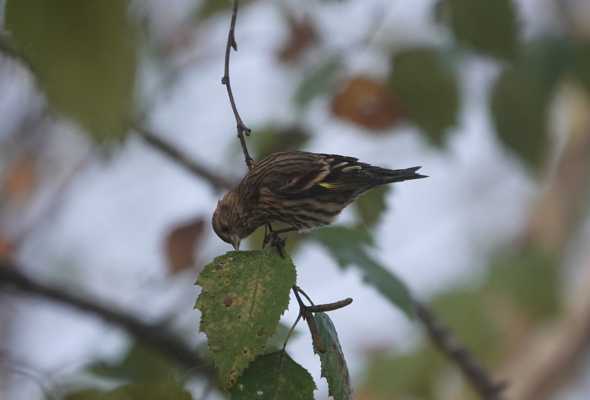 Pine Siskin - Mark Goodwin