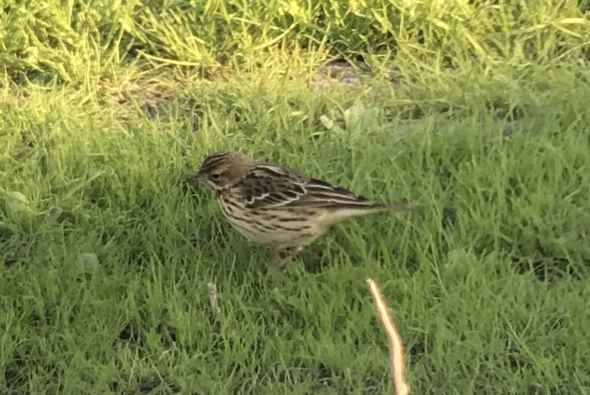 Red-throated Pipit - Justyn Stahl