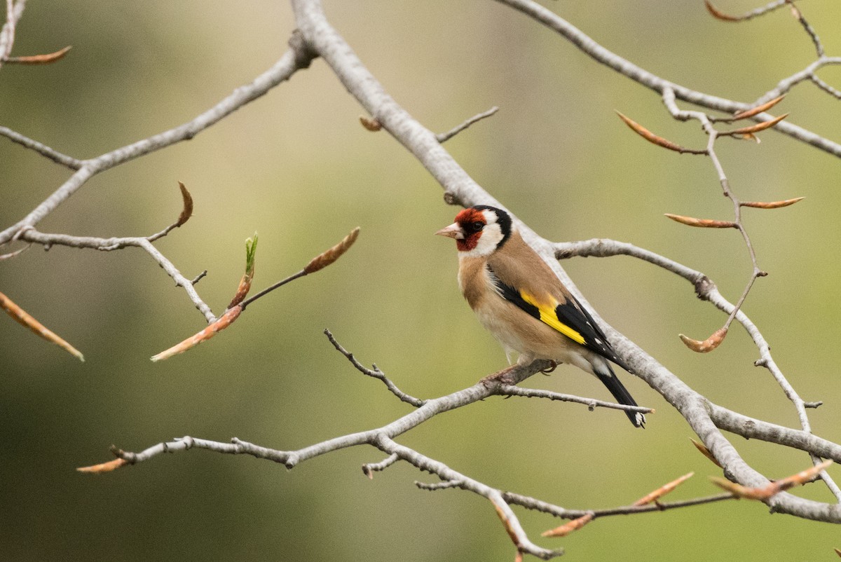 European Goldfinch - Chang Peng