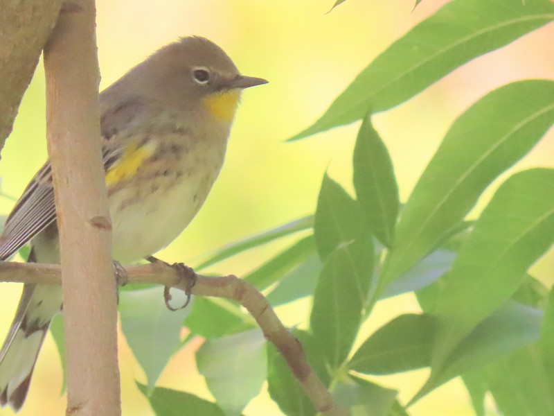 Yellow-rumped Warbler (Audubon's) - ML275241861