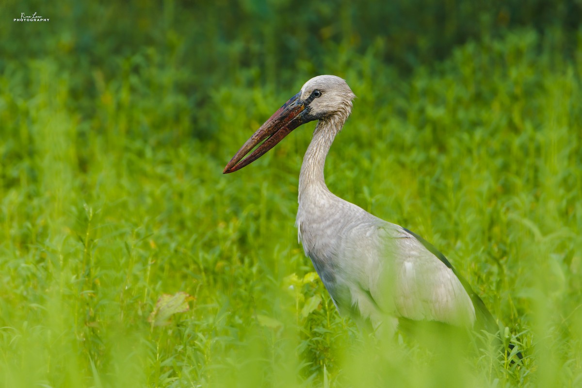 Asian Openbill - ML275242871