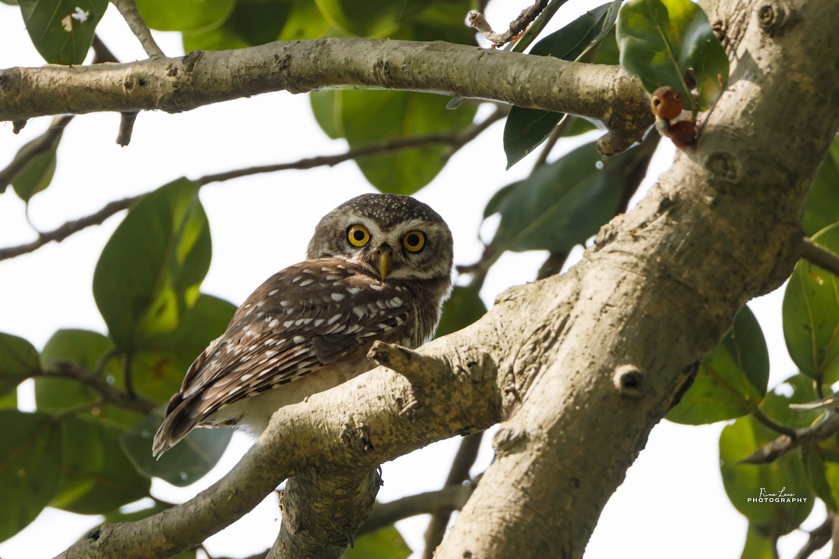 Spotted Owlet - ML275243071