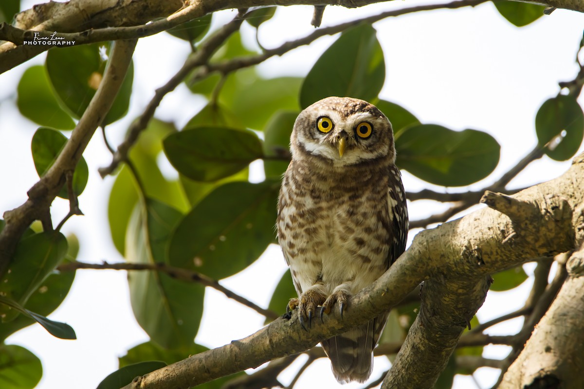 Spotted Owlet - ML275243091