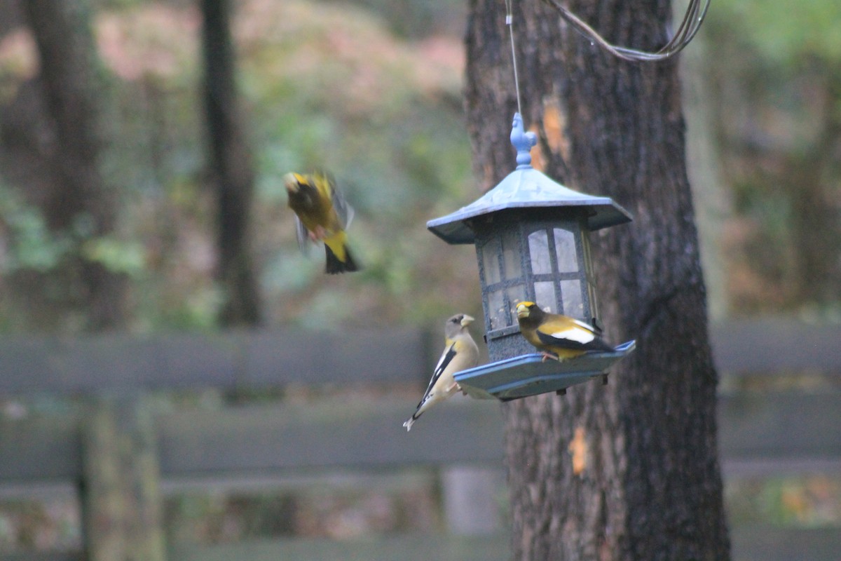 Evening Grosbeak - ML275243391