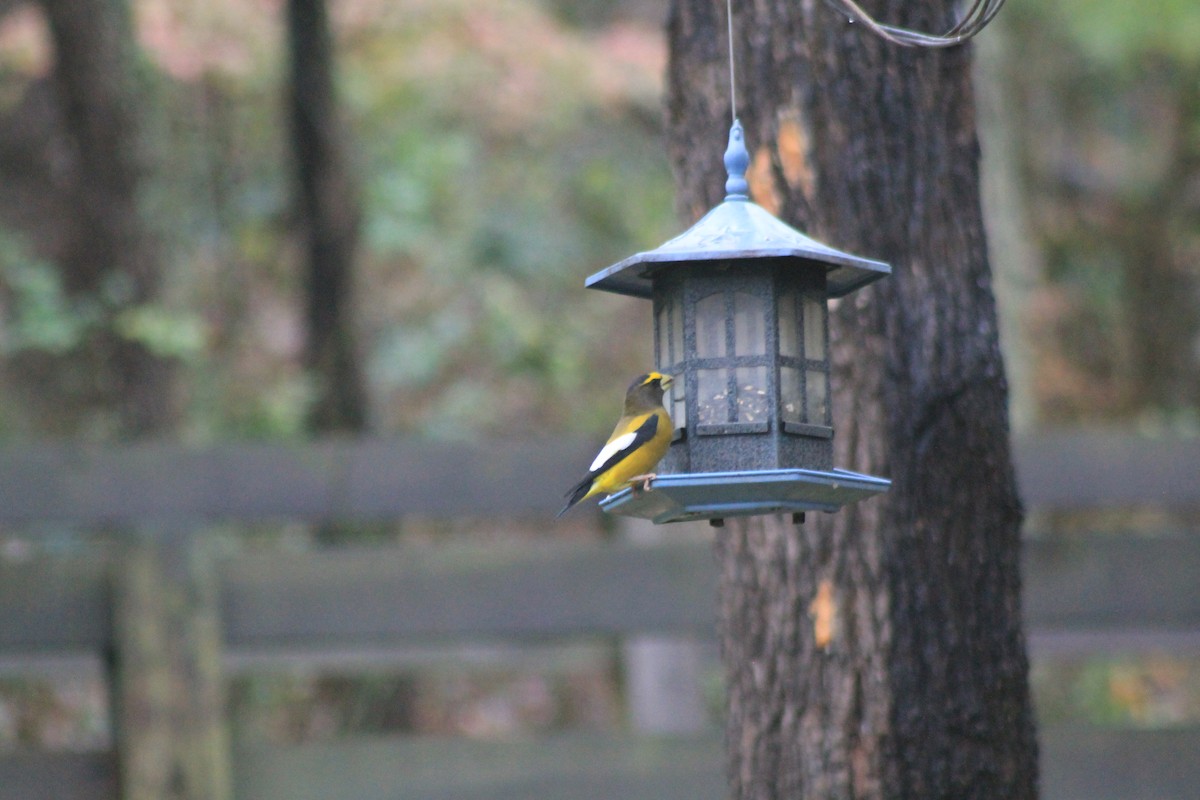 Evening Grosbeak - kurt garver