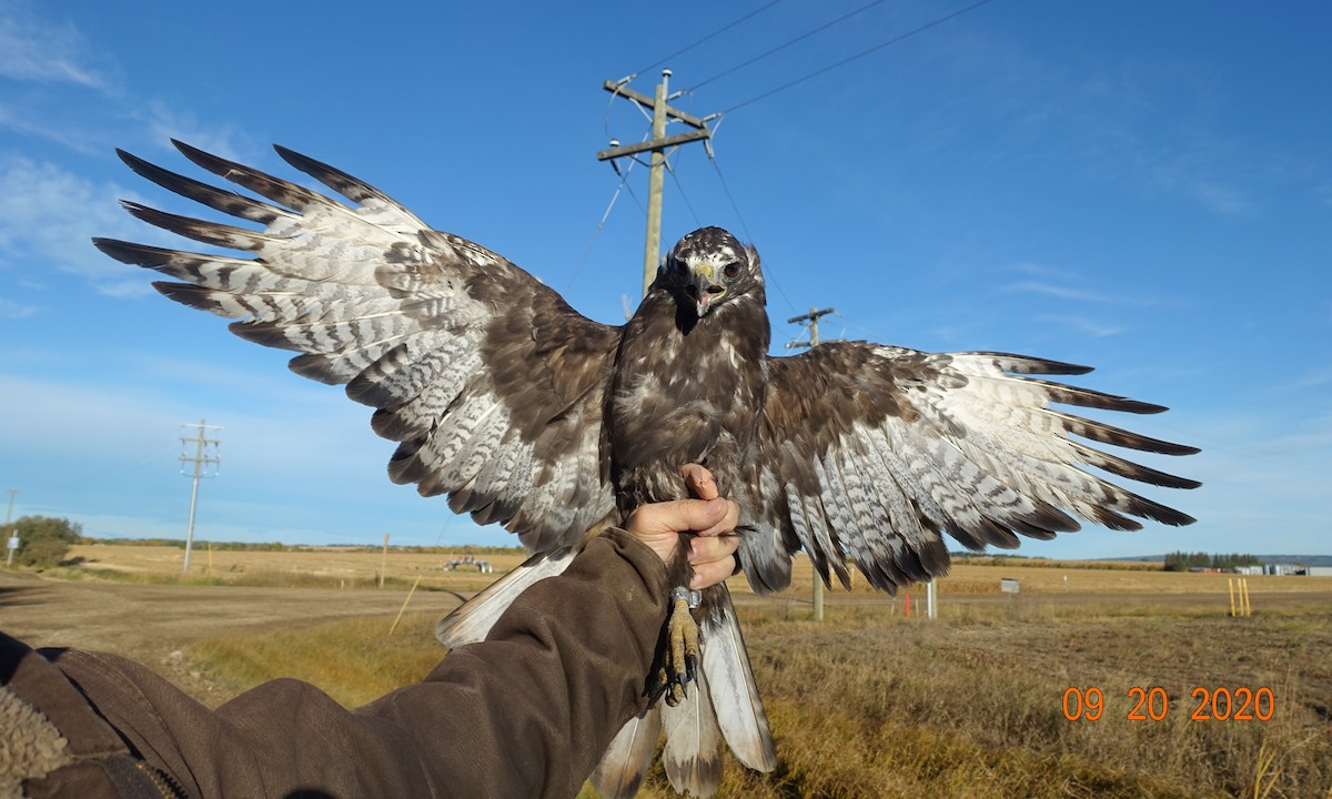 Red-tailed Hawk (Harlan's) - ML275243571