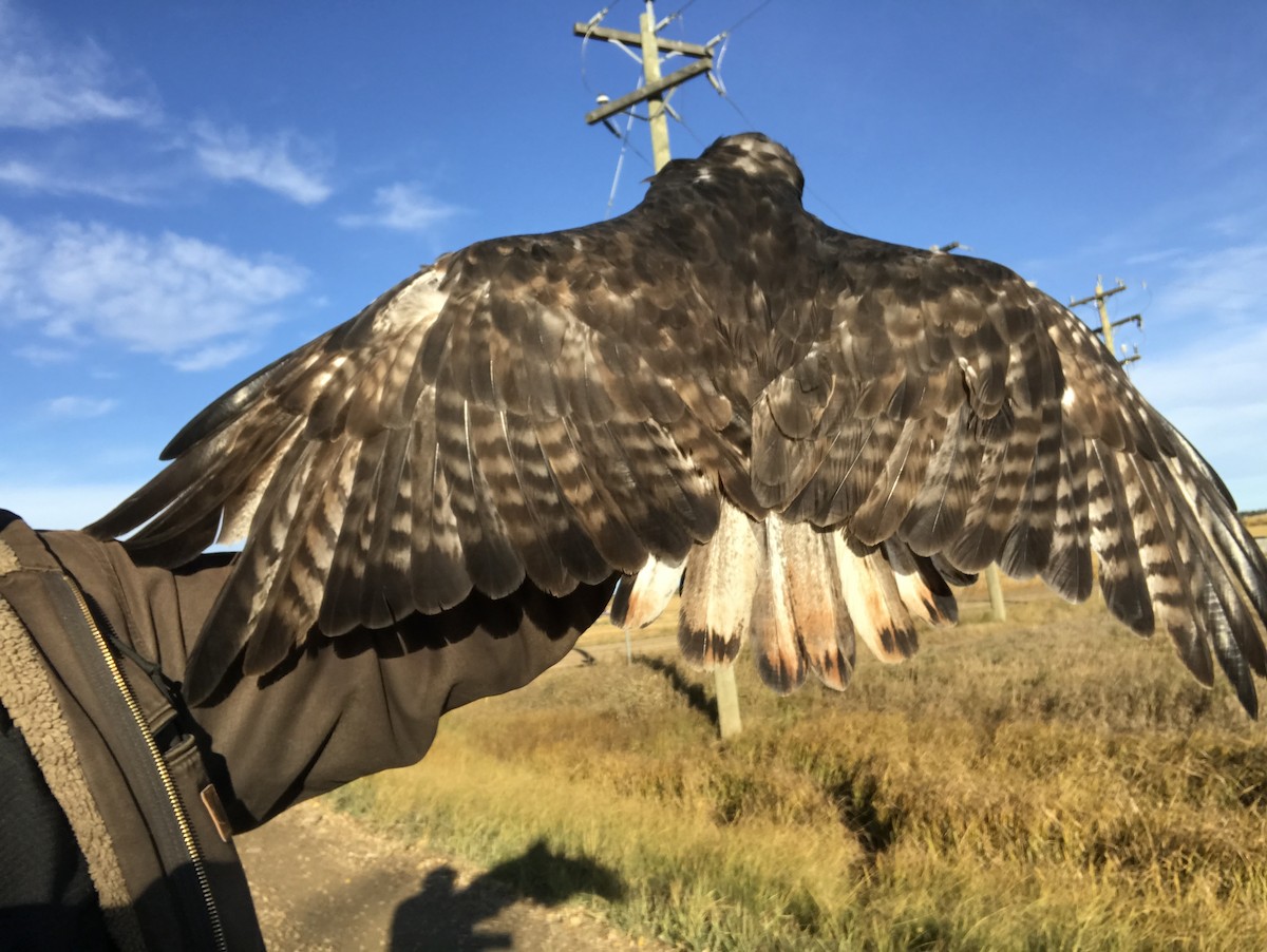 Red-tailed Hawk (Harlan's) - ML275243591