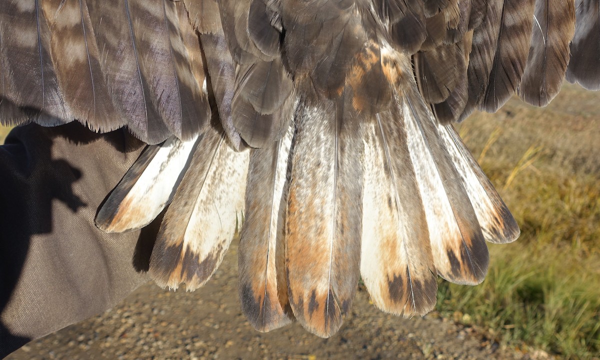 Red-tailed Hawk (Harlan's) - ML275243621