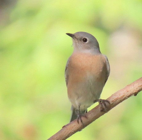 Western Bluebird - ML275243731