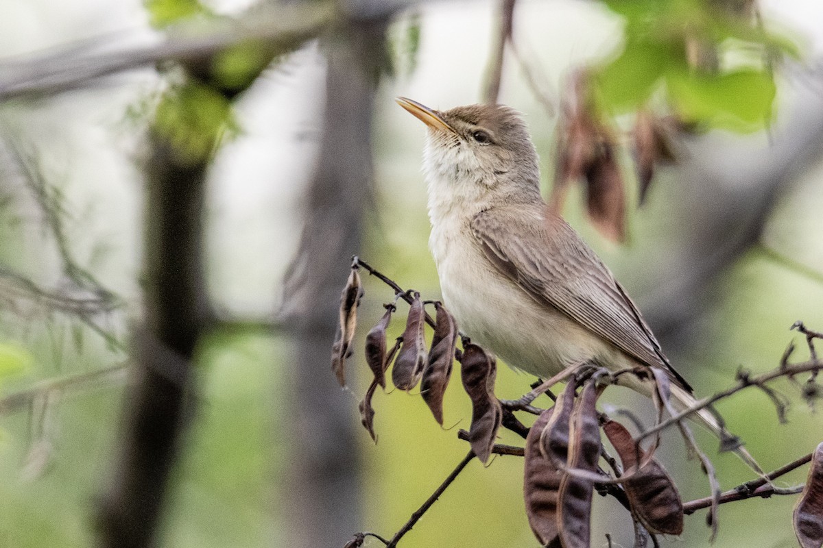 Eastern Olivaceous Warbler - ML275245161