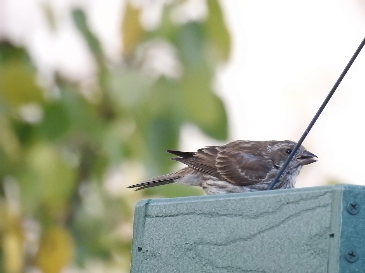 Purple Finch - ML275246021