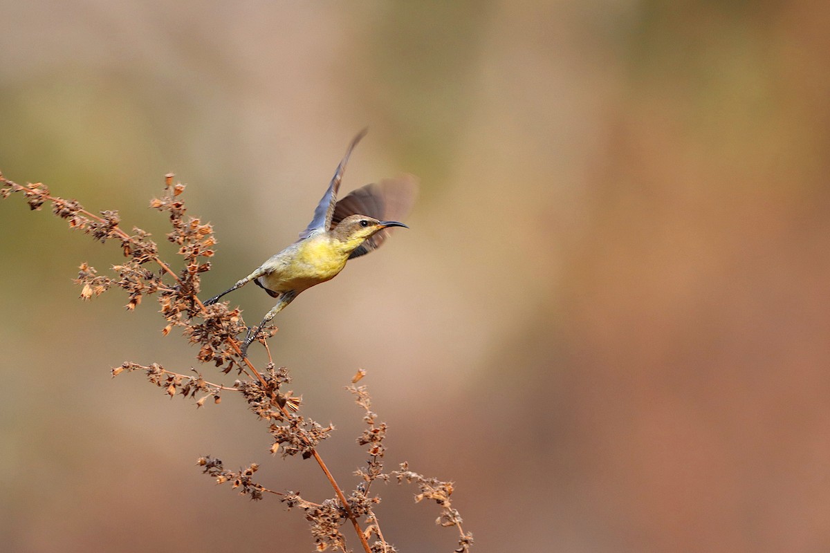 Purple Sunbird - ML275246371