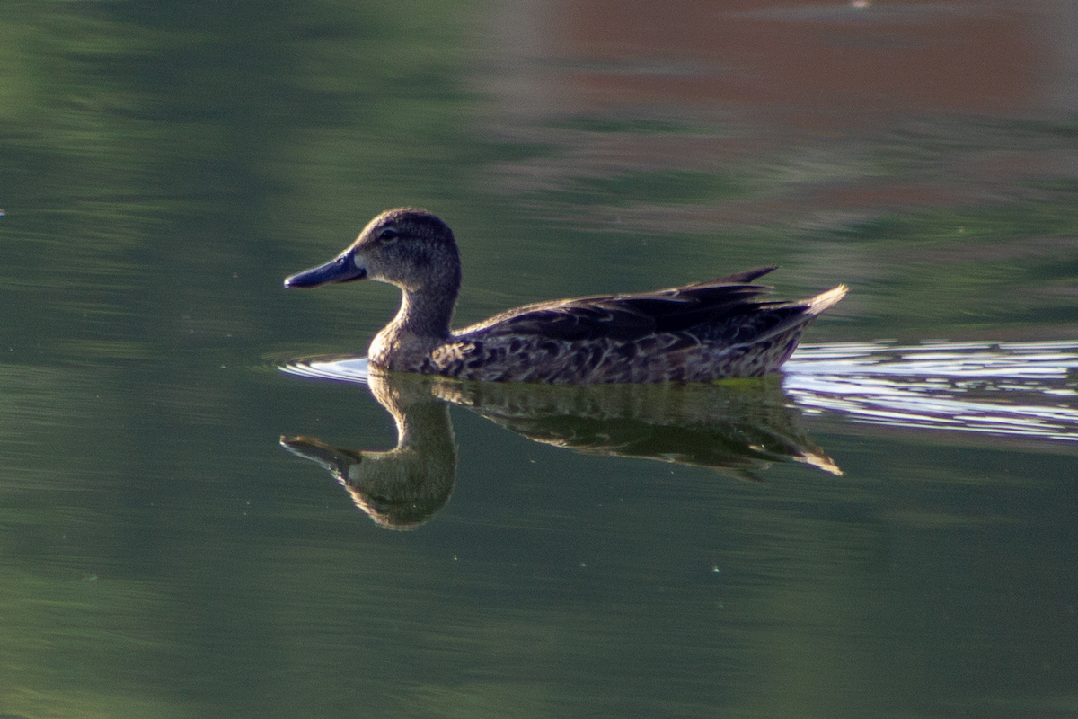 Blue-winged Teal - ML275246951