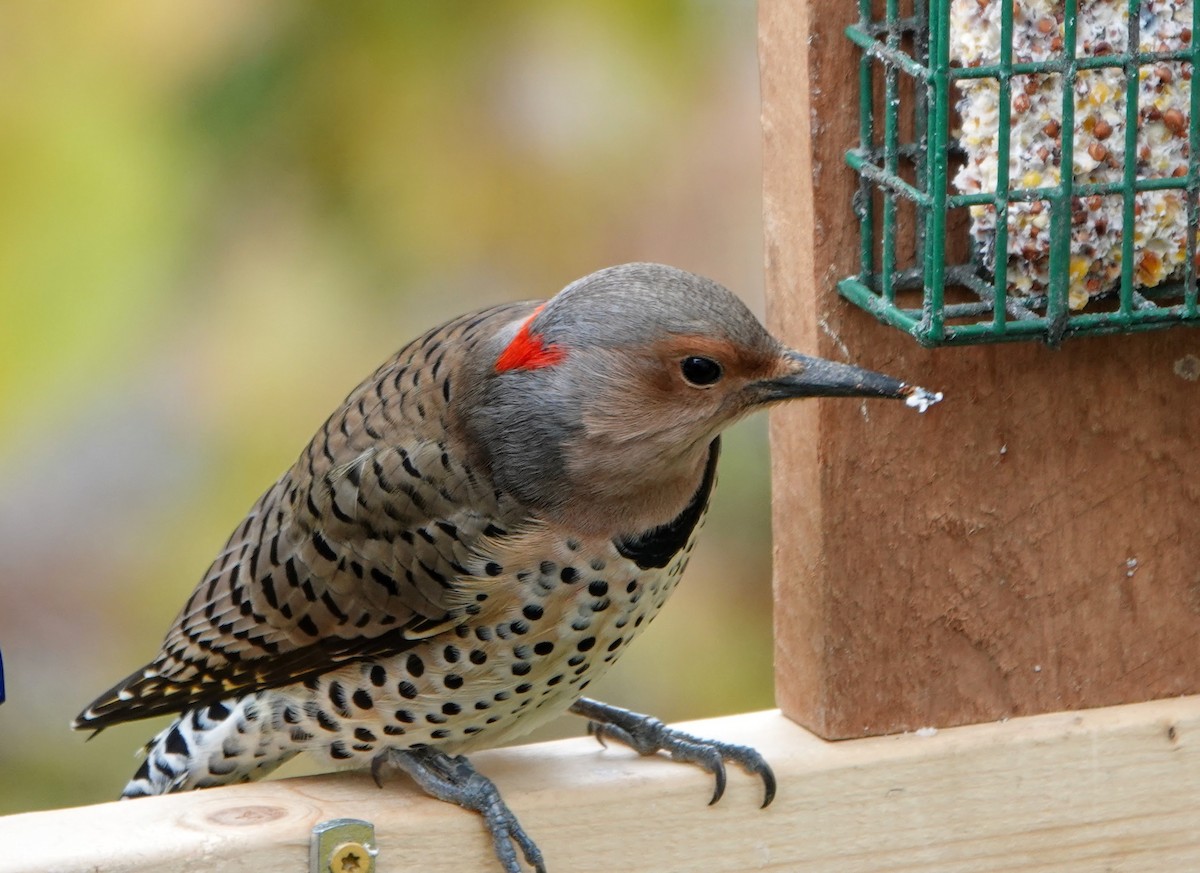 Northern Flicker - ML275252611