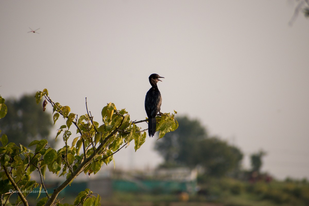 Little Cormorant - ML275253101