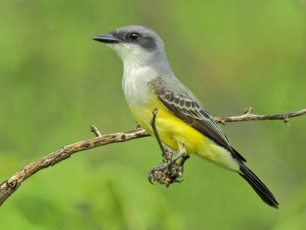 Snowy-throated Kingbird - Jorge Córdova Gónzalez