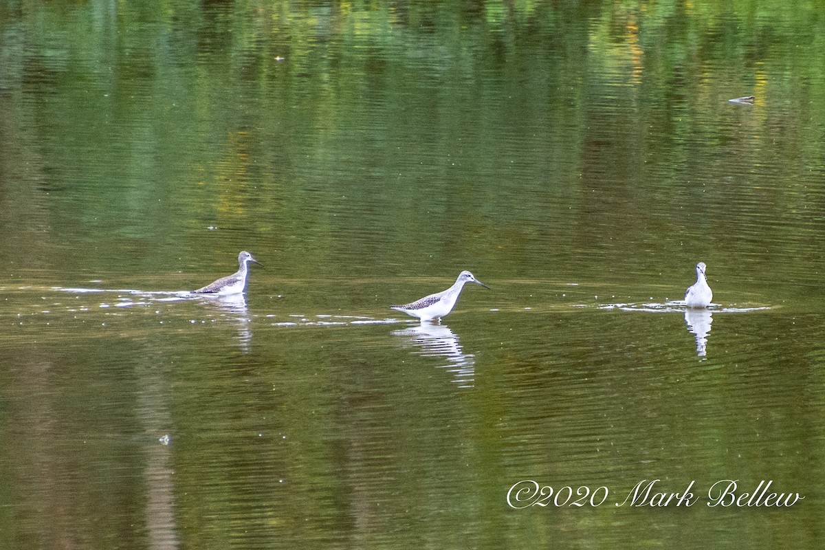 Greater Yellowlegs - ML275255251