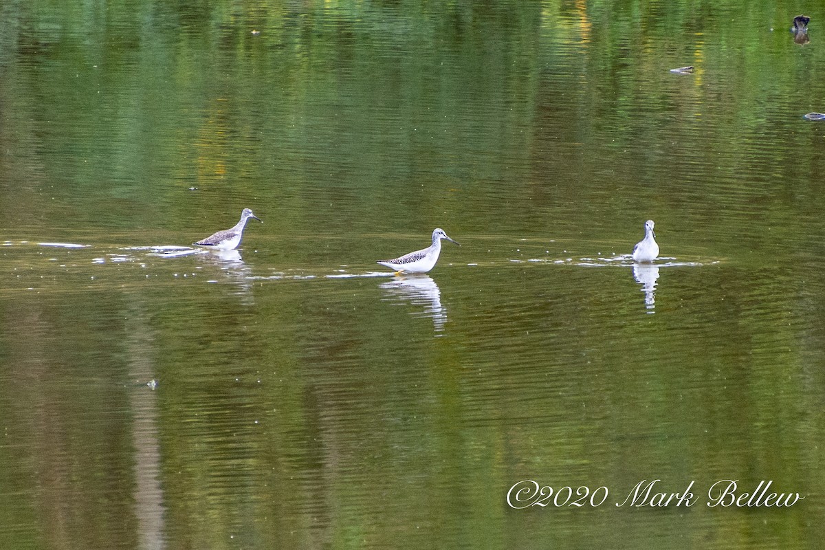 Greater Yellowlegs - ML275255261