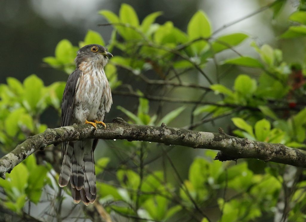 Hodgson's Hawk-Cuckoo - Albin Jacob