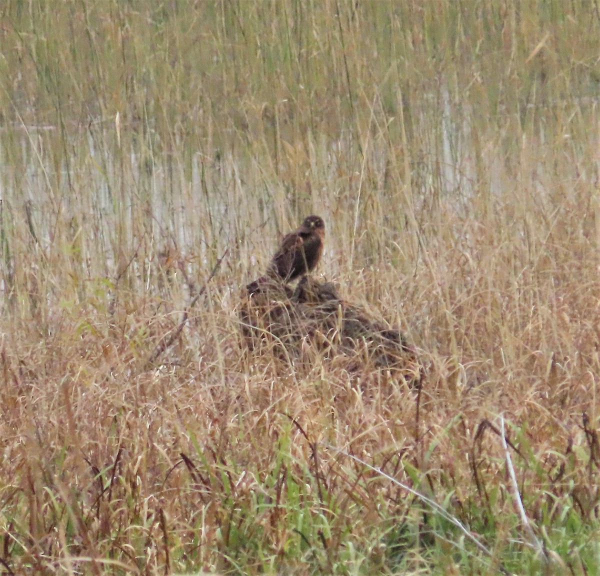 Northern Harrier - Michel Bourassa (T-R)