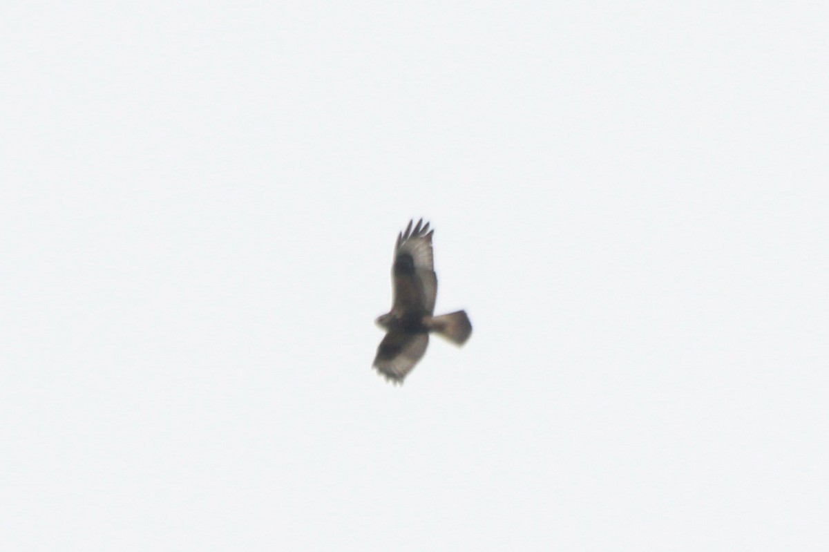 Rough-legged Hawk - ML275255771