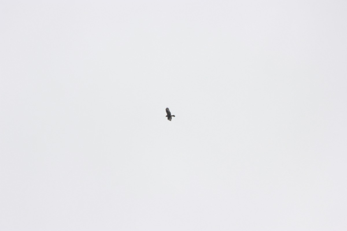 Rough-legged Hawk - ML275256001