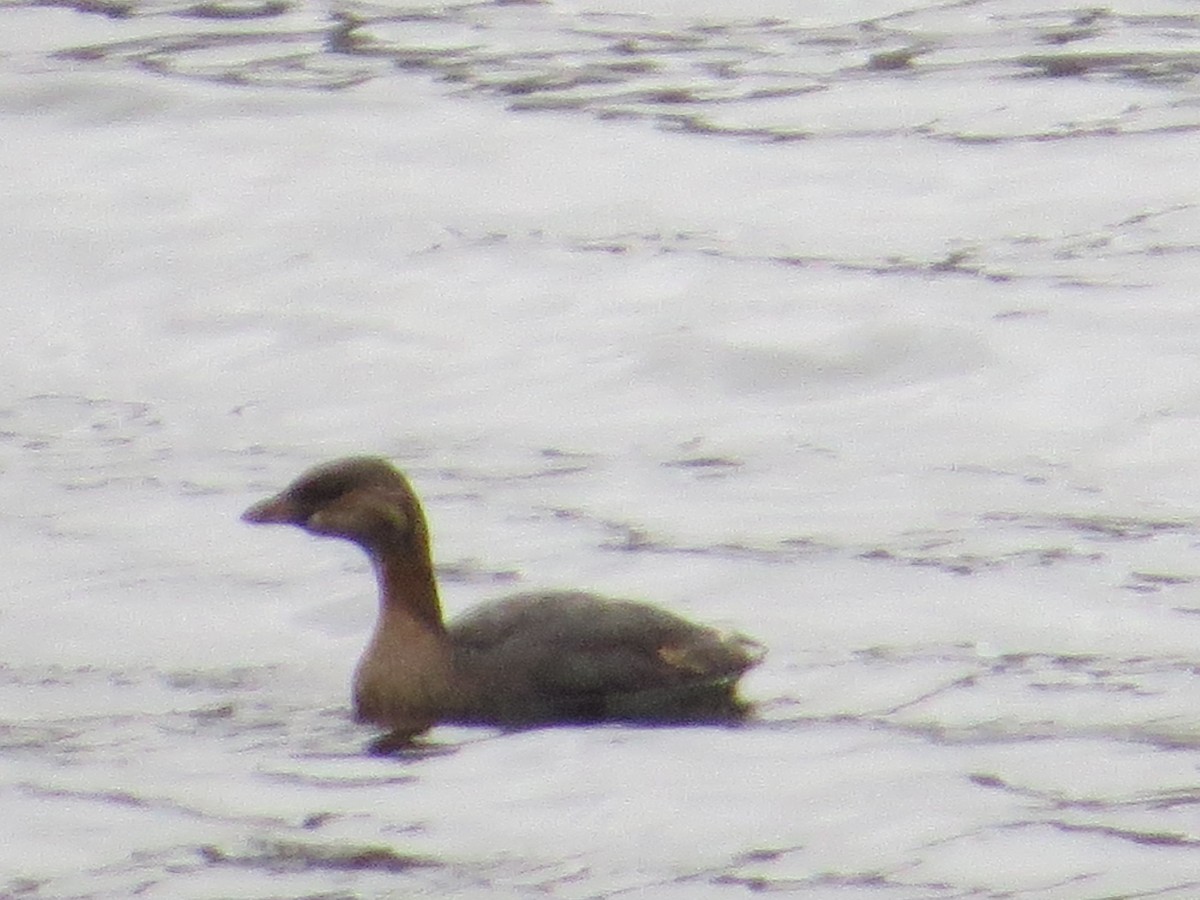 Pied-billed Grebe - ML275256391