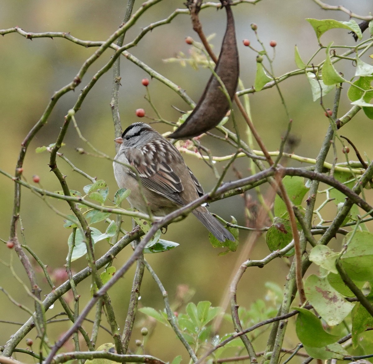 White-crowned Sparrow - ML275260491