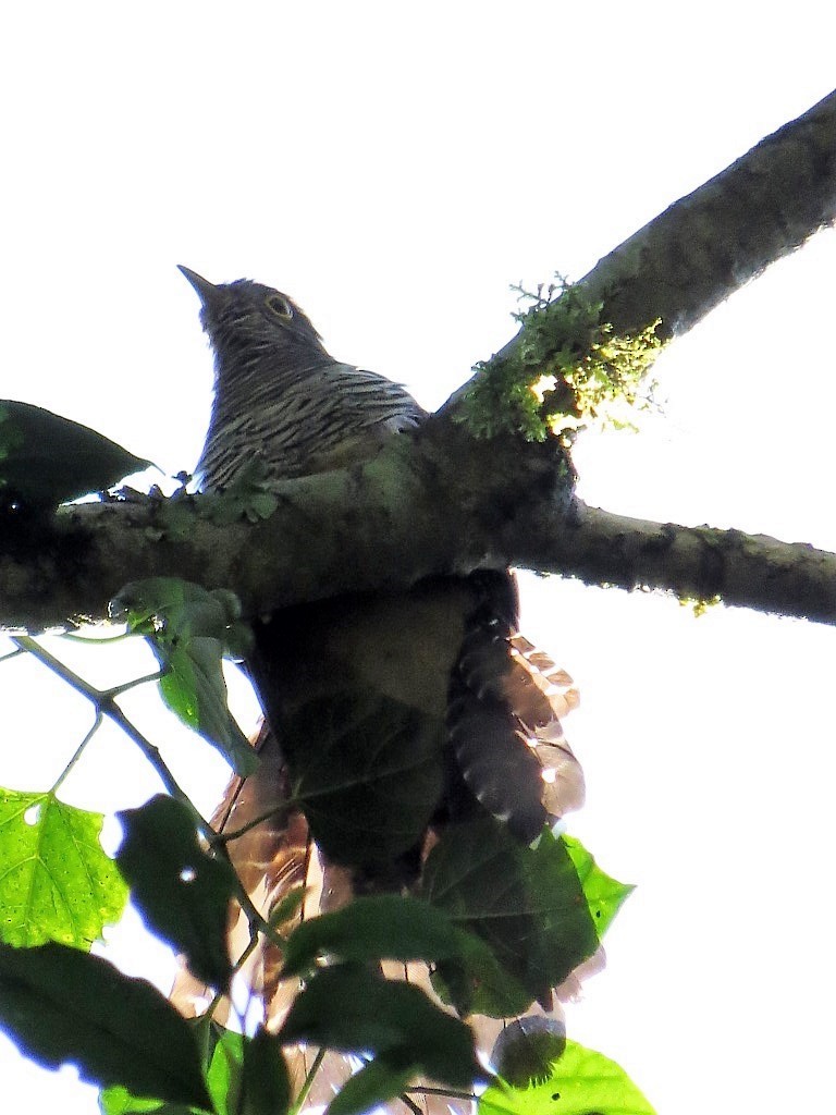 Dusky Long-tailed Cuckoo - ML275260681