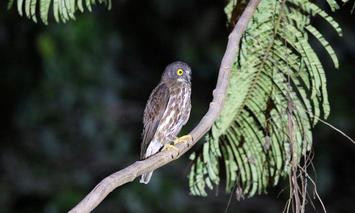 Chocolate Boobook - Brendan Ryan