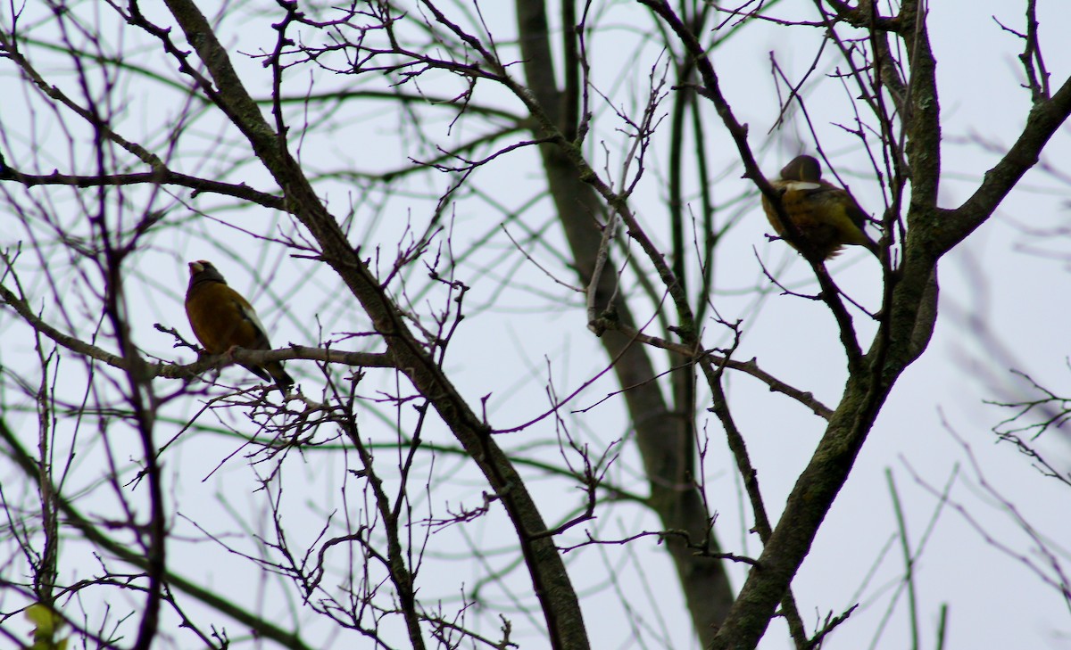 Evening Grosbeak - ML275262811