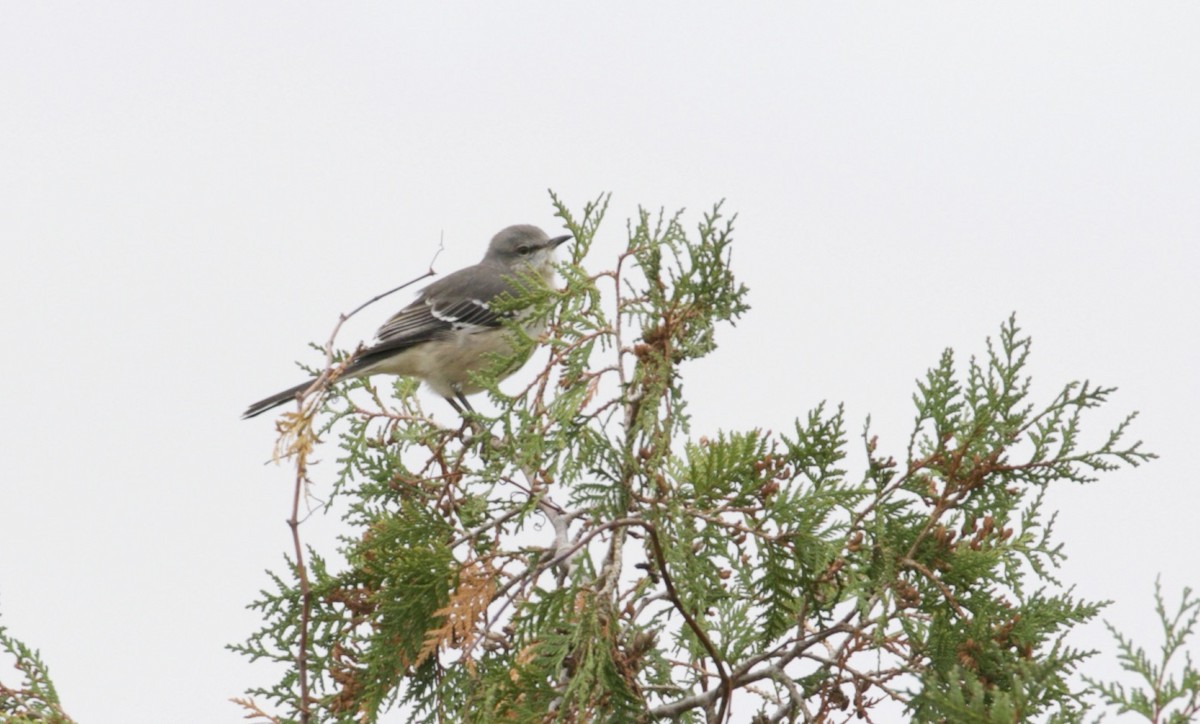 Northern Mockingbird - ML275264921