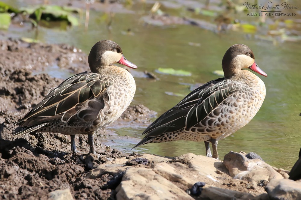 Red-billed Duck - ML275265721