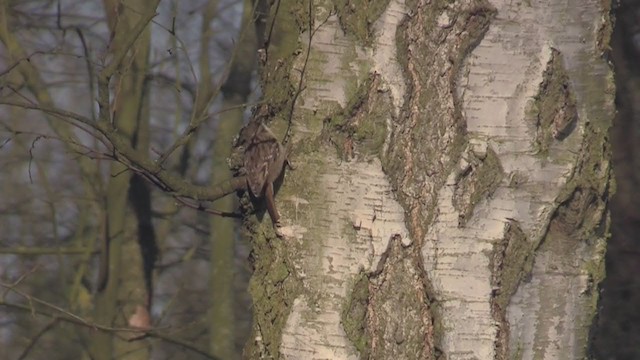 Short-toed Treecreeper - ML275266301