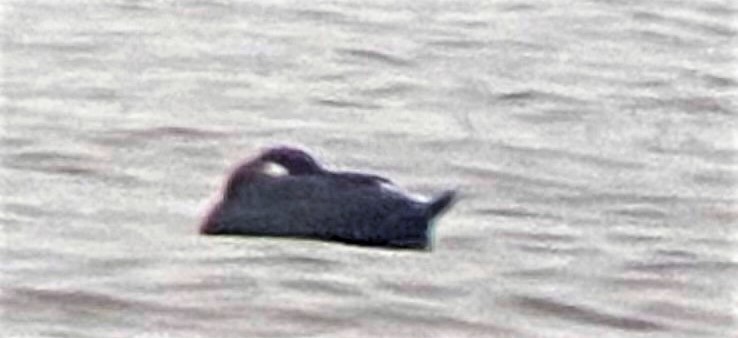 White-winged Scoter - Joan Mashburn