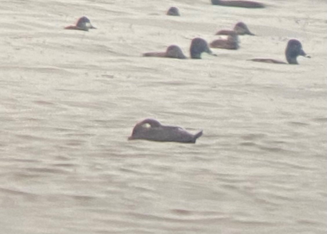 White-winged Scoter - Joan Mashburn