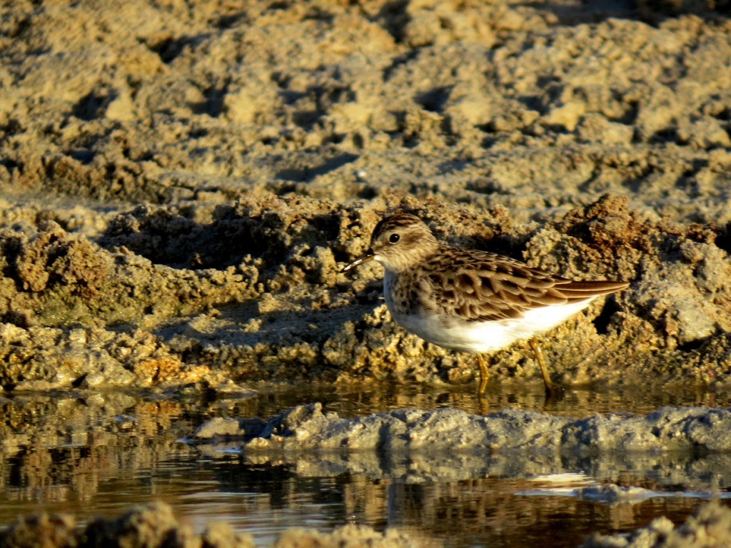 Long-toed Stint - ML275266921