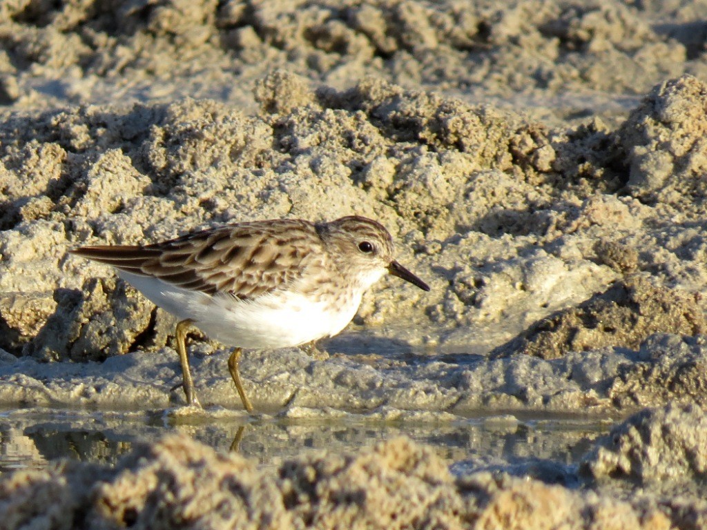 Long-toed Stint - ML275266981