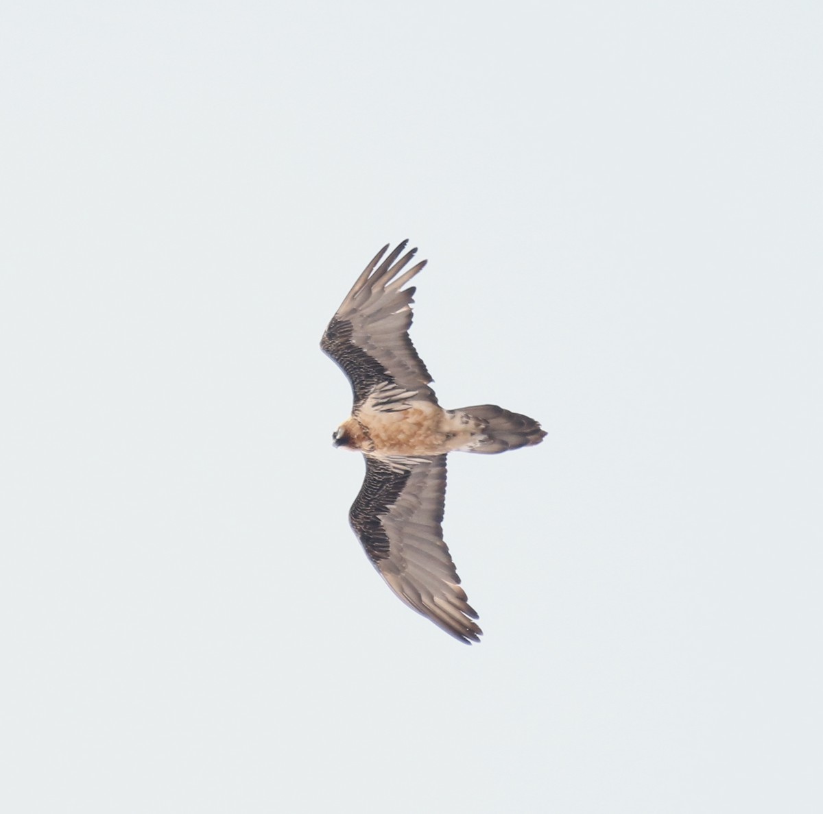 Bearded Vulture - Bassel Abi Jummaa