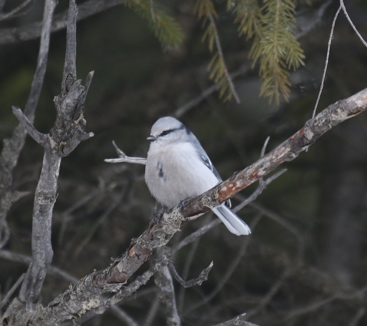 Azure Tit - ML275267171