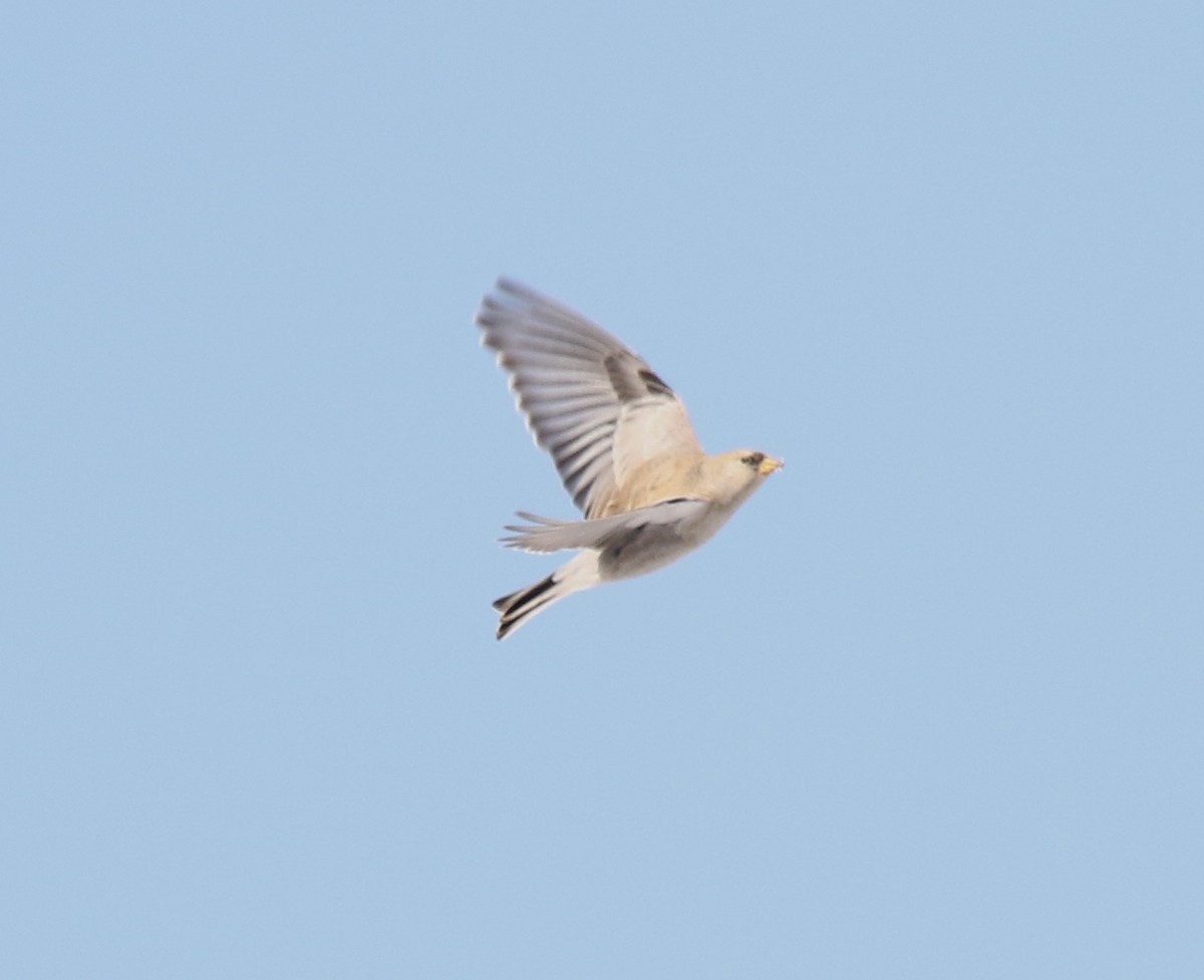 Black-headed Mountain Finch - ML275267251