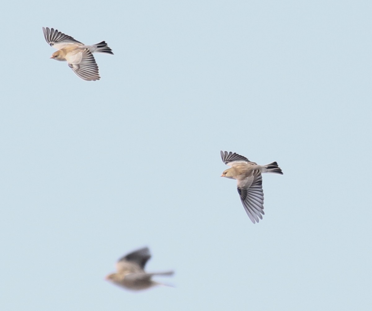 Black-headed Mountain Finch - ML275267271