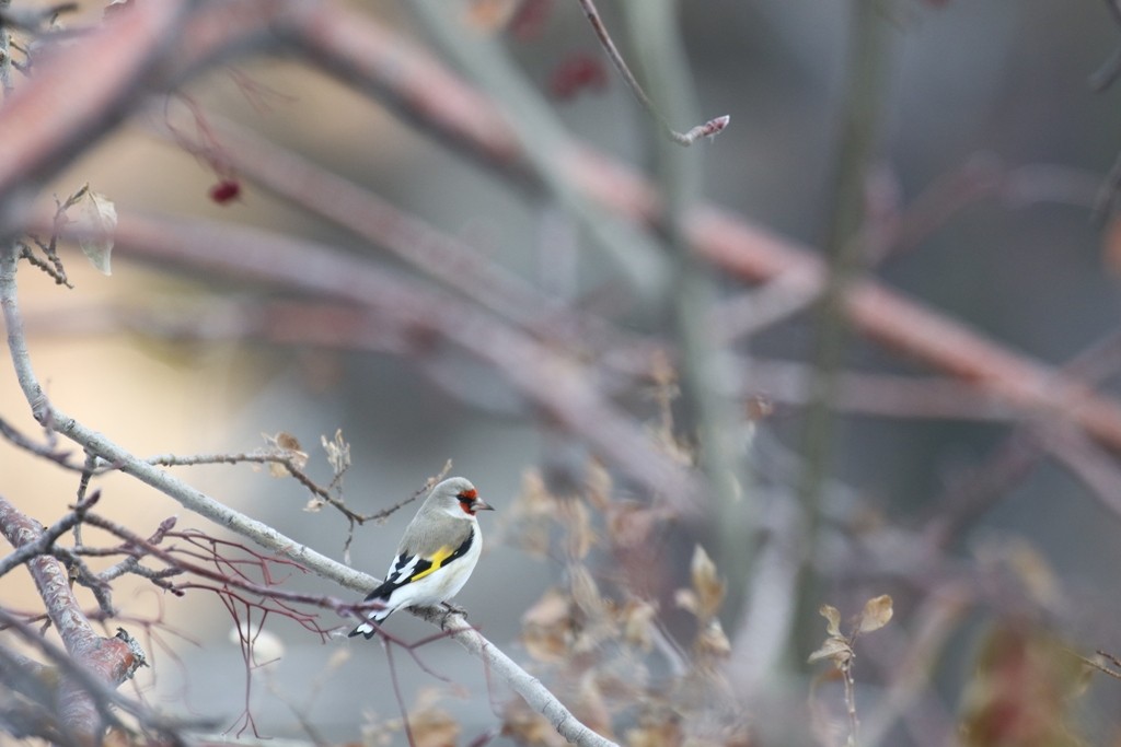 Gray-crowned Goldfinch - ML275267301
