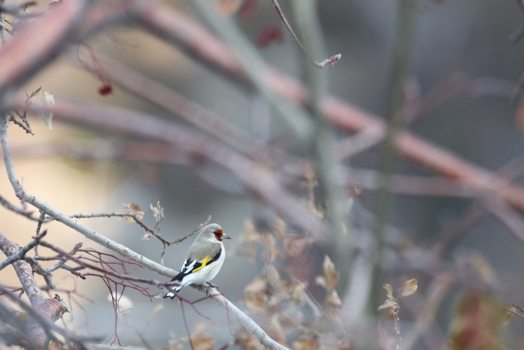 European Goldfinch - ML275267301