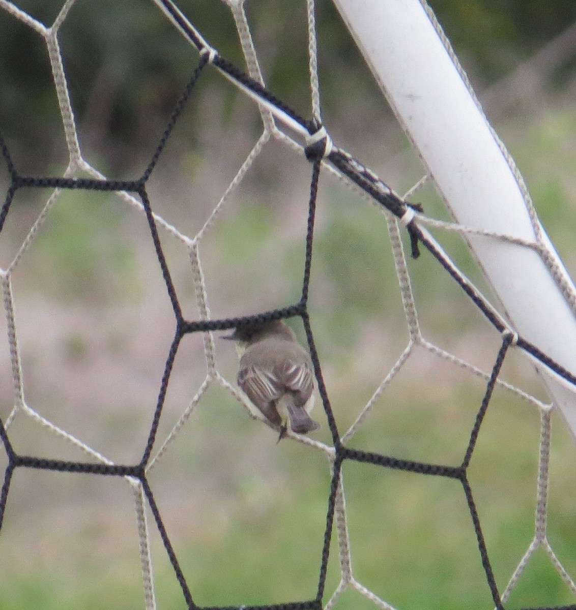 Eastern Phoebe - ML275267571