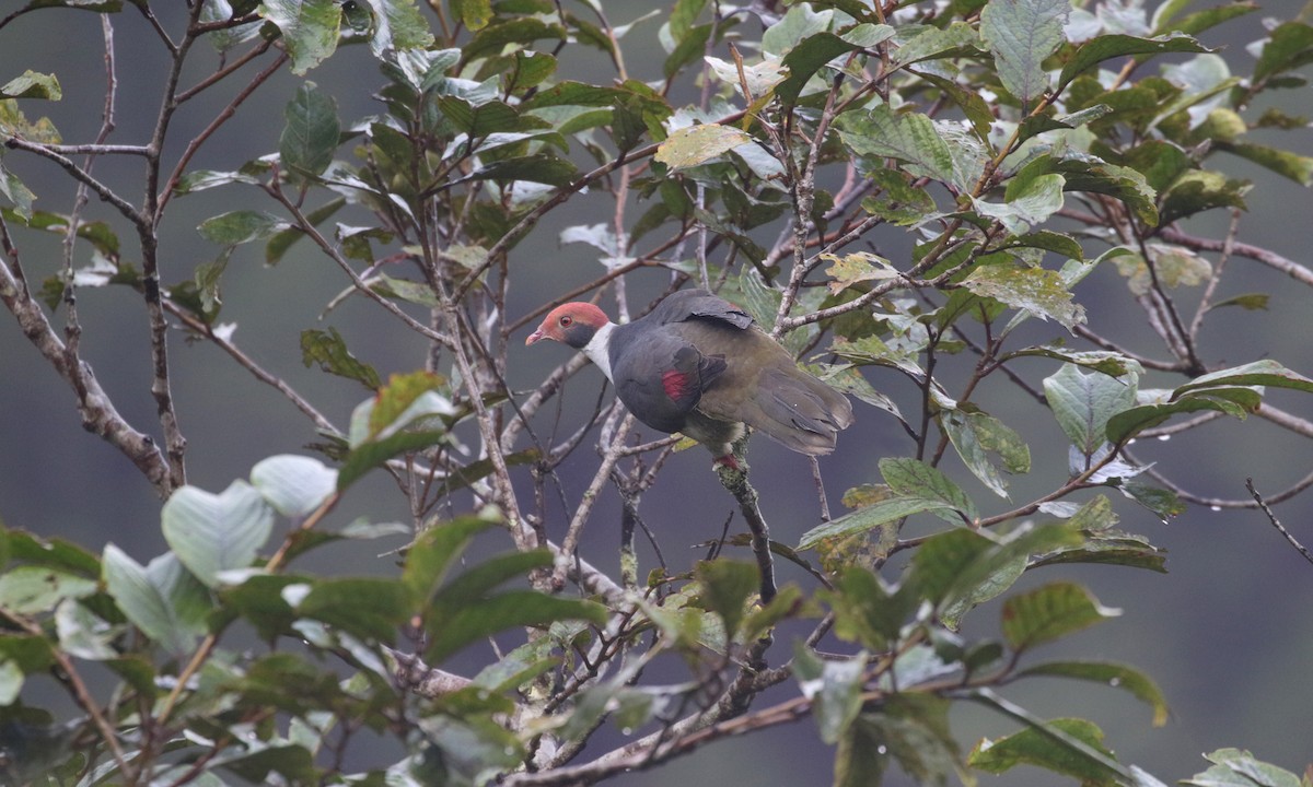 Flame-breasted Fruit-Dove - ML275269271